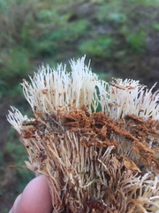 Pterula verticillata