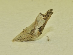 Papilionidae
