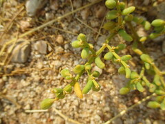 Tetraena cylindrifolia