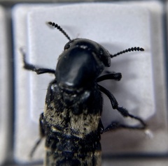 Creophilus maxillosus