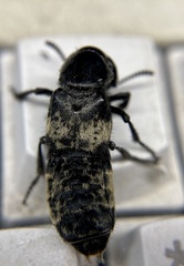 Creophilus maxillosus