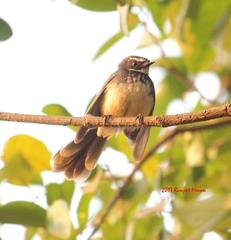 Rhipidura albogularis