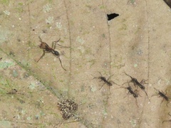 Eciton burchellii parvispinum