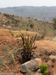 Aloe barbara-jeppeae