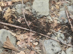 Eciton burchellii parvispinum
