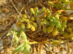 Tetraena cylindrifolia