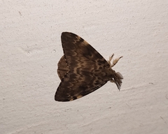 Lymantria ampla