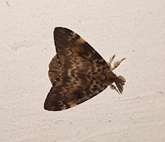 Lymantria ampla