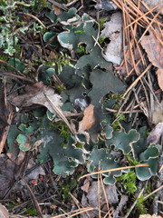 Peltigera malacea