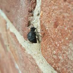 Meloe rugosus
