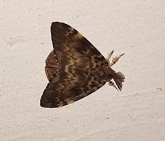 Lymantria ampla