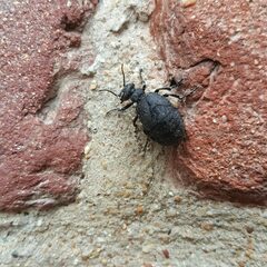 Meloe rugosus