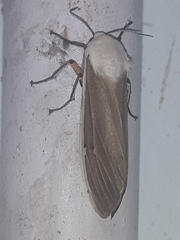 Creatonotos transiens