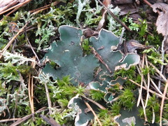Peltigera malacea
