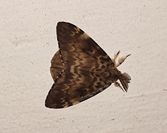 Lymantria ampla