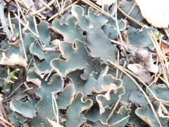 Peltigera malacea