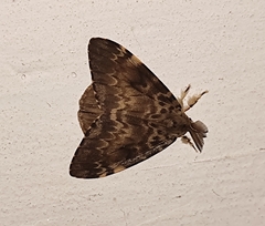 Lymantria ampla