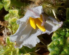 Solanum hoplopetalum
