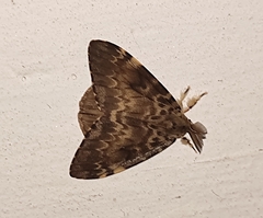 Lymantria ampla