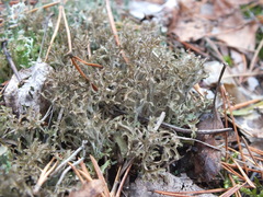 Cetraria ericetorum