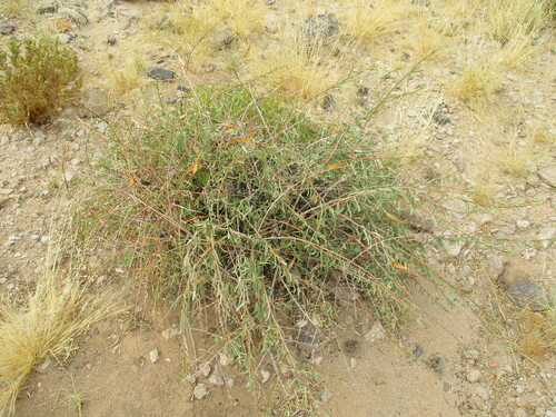 Image of Jackalplant (Cryptolepis decidua) by no rights reserved