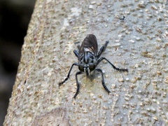 Andrenosomatini