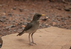 Turdus amaurochalinus