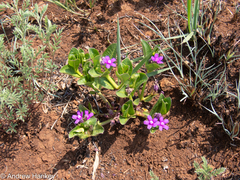 Raphionacme hirsuta