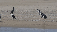 Phalacrocorax fuscescens