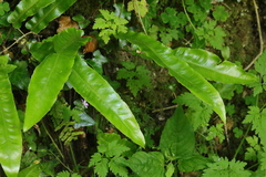 Asplenium scolopendrium scolopendrium