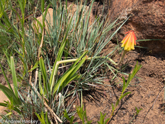 Kniphofia