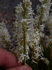 Stackhousia aspericocca