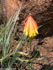 Kniphofia