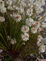 Stackhousia aspericocca