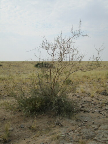 Image of Parkinsonia africana by no rights reserved