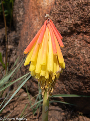Kniphofia
