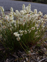Stackhousia aspericocca