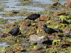 Haematopus fuliginosus