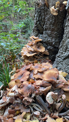 Armillaria mellea