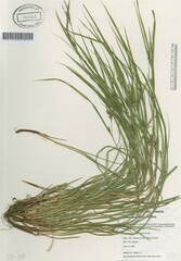 Carex oligocarpa