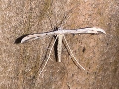 Adaina ambrosiae
