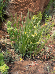Hypoxis acuminata