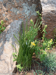 Hypoxis acuminata