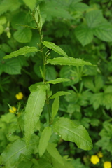 Rumex sanguineus