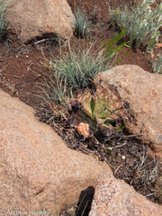 Aloe longibracteata