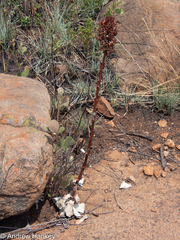 Kalanchoe thyrsiflora