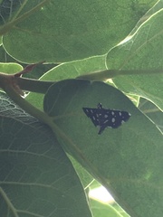 Bocchoris inspersalis