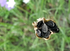 Zephyranthes chlorosolen