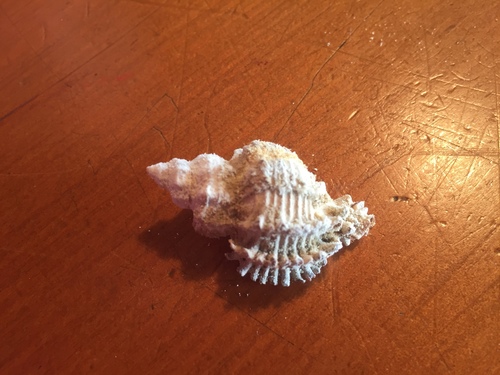 Murexsul octogonus