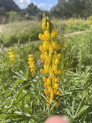 Lupinus luteus